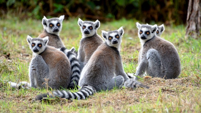 L’Est de Madagascar : Entre Forêts Primaires et Lagons Paradisiaques
